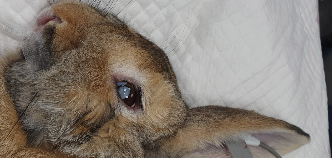 Cataracts and Lens Diseases in Animals