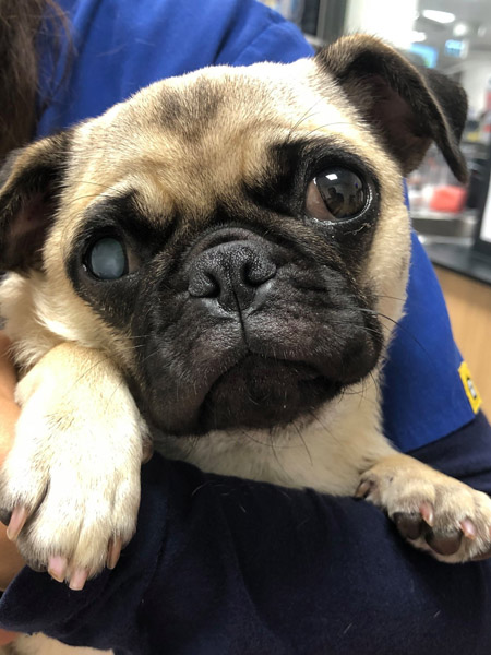 Cataracts and Lens Diseases in Animals