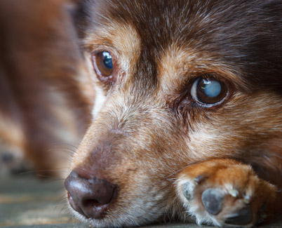 Cataracts and Lens Diseases in Animals