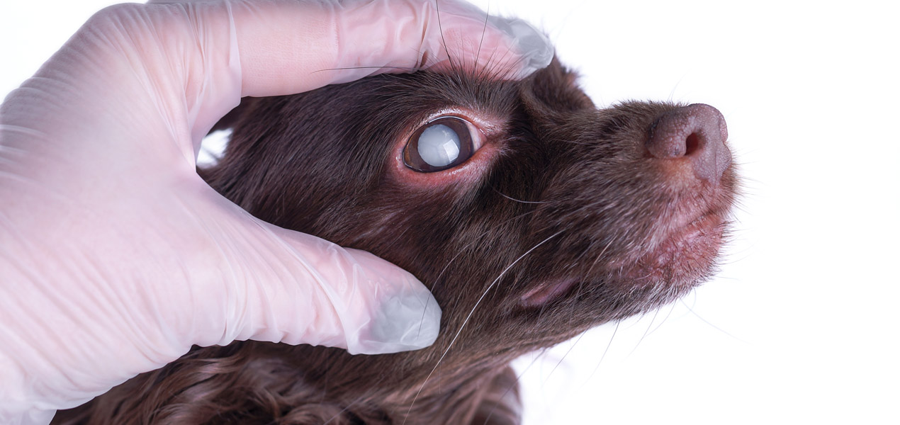 Cataracts and Lens Diseases in Animals