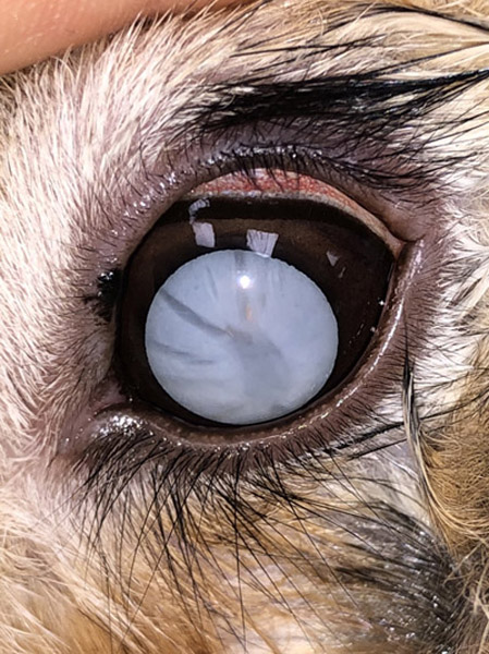 Cataracts and Lens Diseases in Animals