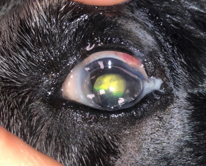 Glaucoma in Animals